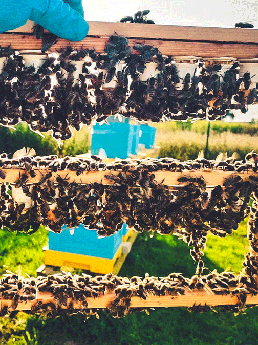 MATKA PSZCZELA UNASIENNIONA