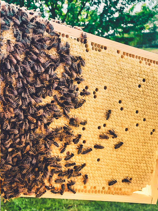 MATKA PSZCZELA NIEUNASIENNIONA