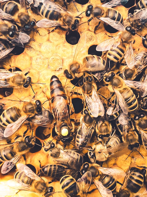 MATKA PSZCZELA NIEUNASIENNIONA